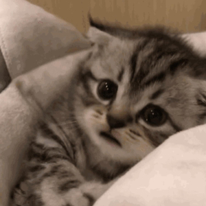 有声小说巜小苮
