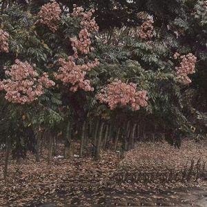 里根福克斯电影满天星
