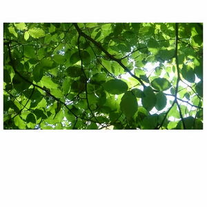 直男大鸡巴在线播放
