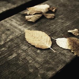 妃光莉在线观看
